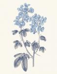 Blue Botanical III