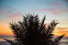 Sunset Palms II