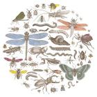 Insect Circle I Bright