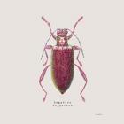 Adorning Coleoptera VI Sq Claret