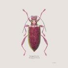 Adorning Coleoptera VI Sq Claret