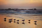 Kalaloch Birds IV