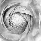 Ranunculus Abstract I BW Light