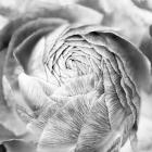 Ranunculus Abstract II BW Light