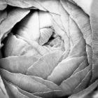 Ranunculus Abstract III BW Light