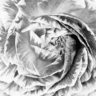 Ranunculus Abstract IV BW Light