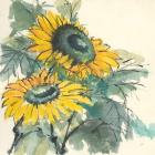 Sunflower I