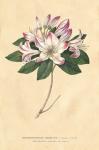 Rhododendron Vintage