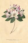 Rhododendron Vintage