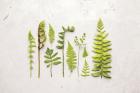 Flat Lay Ferns I