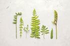 Flat Lay Ferns II