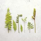 Flat Lay Ferns III