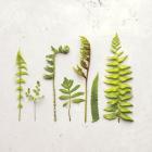 Flat Lay Ferns IV