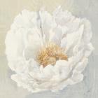 Serene Peony