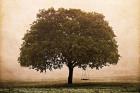 The Hopeful Oak