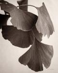 Gingko Sepia