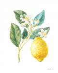 Floursack Lemon I on White