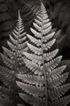 Lady Fern I
