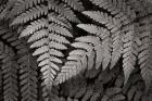 Lady Fern II