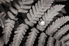 Oak Fern