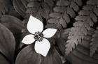 Bunchberry and Ferns I BW