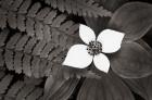 Bunchberry and Ferns II BW