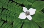 Bunchberry and Ferns II color