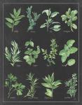 Herb Chart on Black White Border