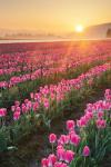 Skagit Valley Tulips II