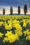 Skagit Valley Daffodils I