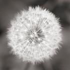 Dandelion Seedhead