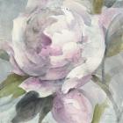 Twilight Peony