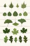 Leaf Chart I Shiplap