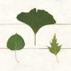 Leaf Chart IV Shiplap