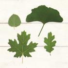 Leaf Chart V Shiplap