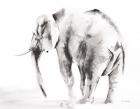 Lone Elephant Gray Crop