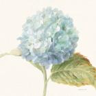 Floursack Florals V - Blue Hydrangea Crop