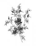 Sketchbook Flowers on White II