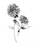 Sketchbook Flowers on White IV