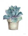 Mixed Greens Succulent IV