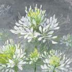 Farmhouse Cleome I