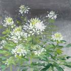 Farmhouse Cleome II