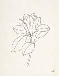 Magnolia Line Drawing