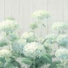 White Hydrangea Garden Sage on Wood Crop