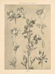 Lithograph Florals I