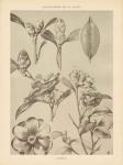 Lithograph Florals II