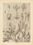 Lithograph Florals IV