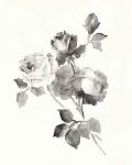 Rose Blossoms Gray