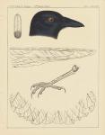 Bird Prints I