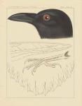 Bird Prints II